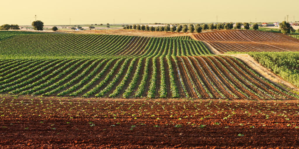 Twitter e sito - Campi agricoli_ Twitter e sito - Campi agricoli_