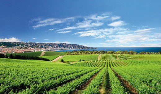 One Tree Hill Vineyard